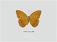 藏品(琺蛺蝶)的圖片